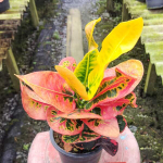 Кротон TERM NGERN