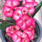 Эуфорбия Миля SHOCKING PINK