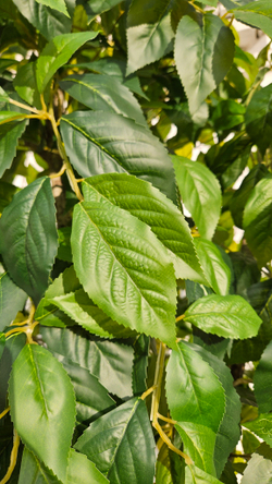 Искусственная Яблоня 240см в техническом кашпо