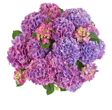 Гортензия крупнолистная (Macrophylla) Tabletensia Purple 1 шт.