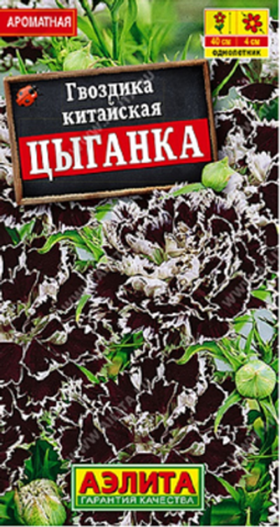 Гвоздика Цыганка китайская