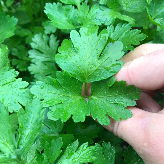Итальянский гигант семена петрушки (Enza Zaden / ALEXAGRO) культура – фото 4
