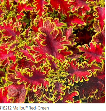 ЕВРО Колеус Malibu Red-Green укорененный черенок ОКС февраль 26 Volmary