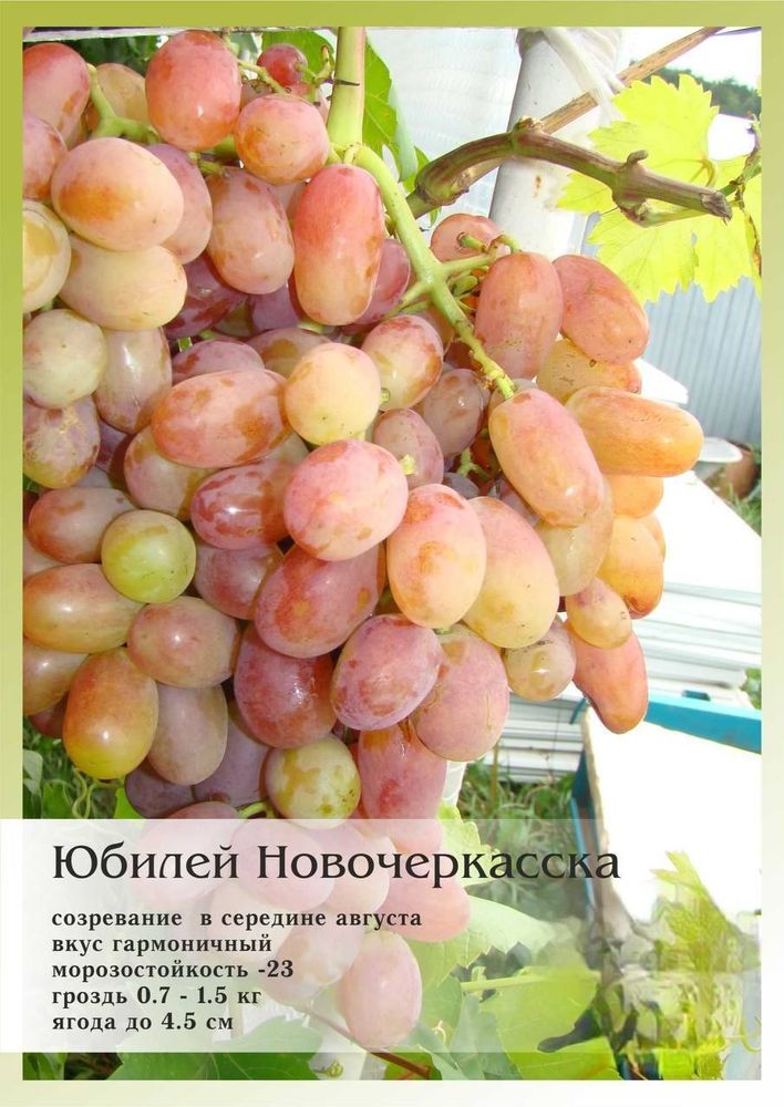 Виноград Юбилей Новочеркасска Закупка М70 июнь 2026