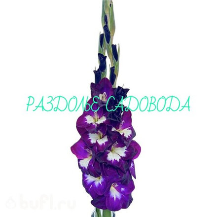 Гладиолус Дип Парпл