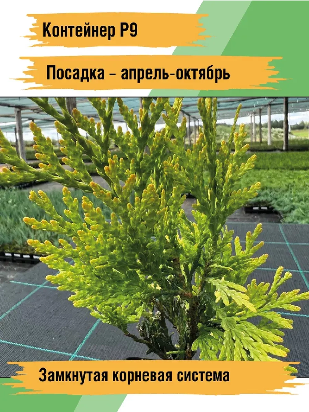 Туя саженец западная Санкист хвойные деревья
