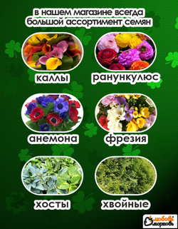 Тюльпан Луковица, Францискус, 3+ шт