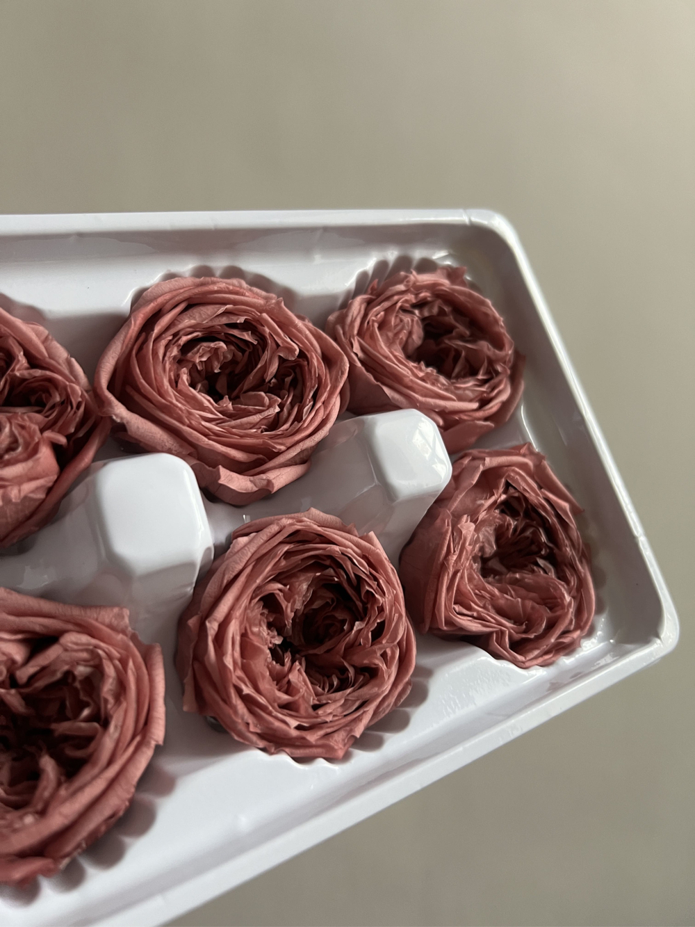 Роза пиновидная бургунди d=4-5 см (упак 8 шт)