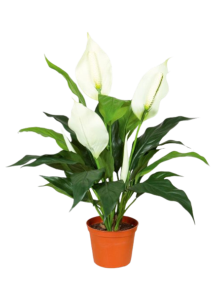 Спатифиллум