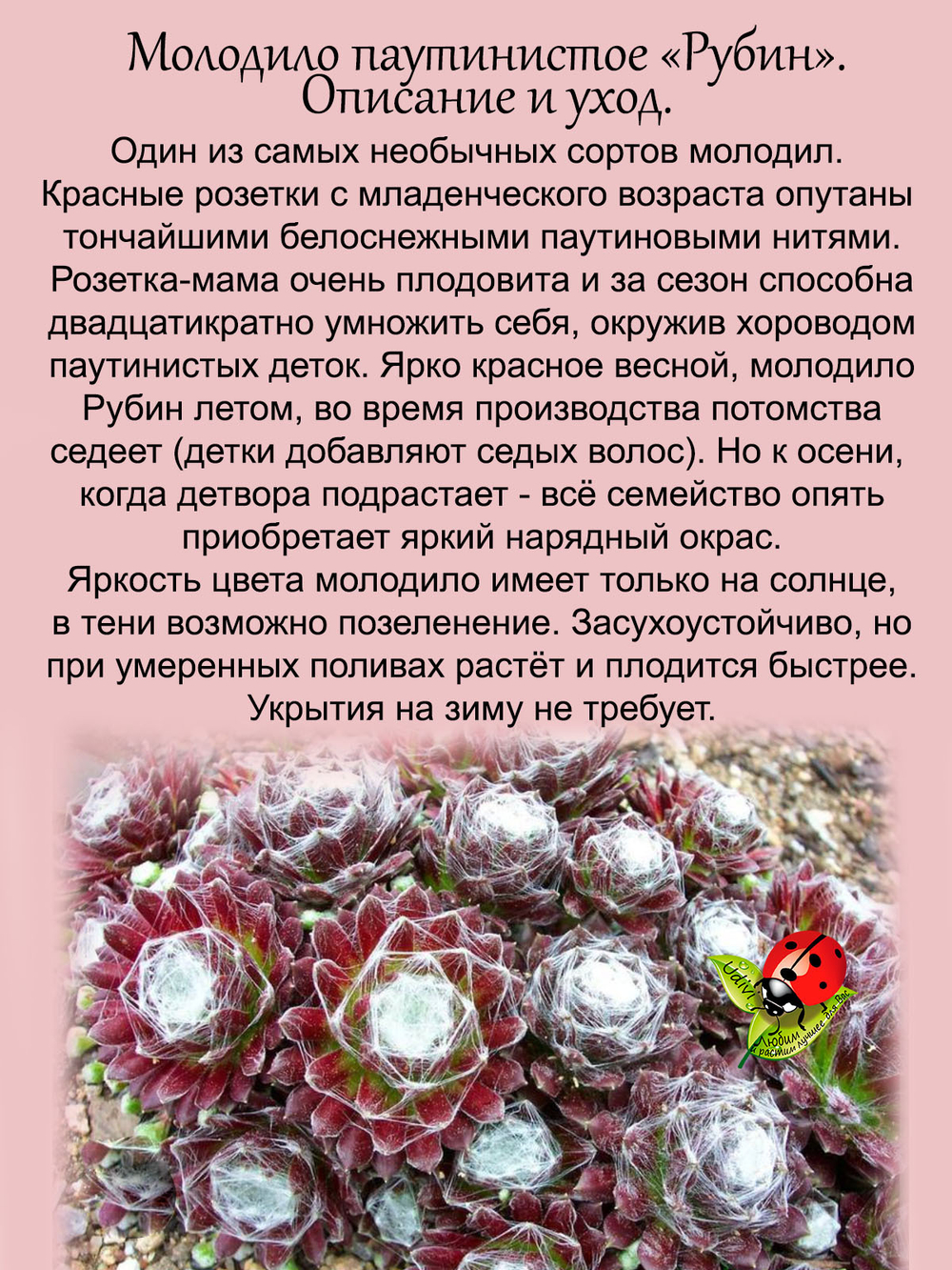 Молодило Рубин паутинистое каменная роза
