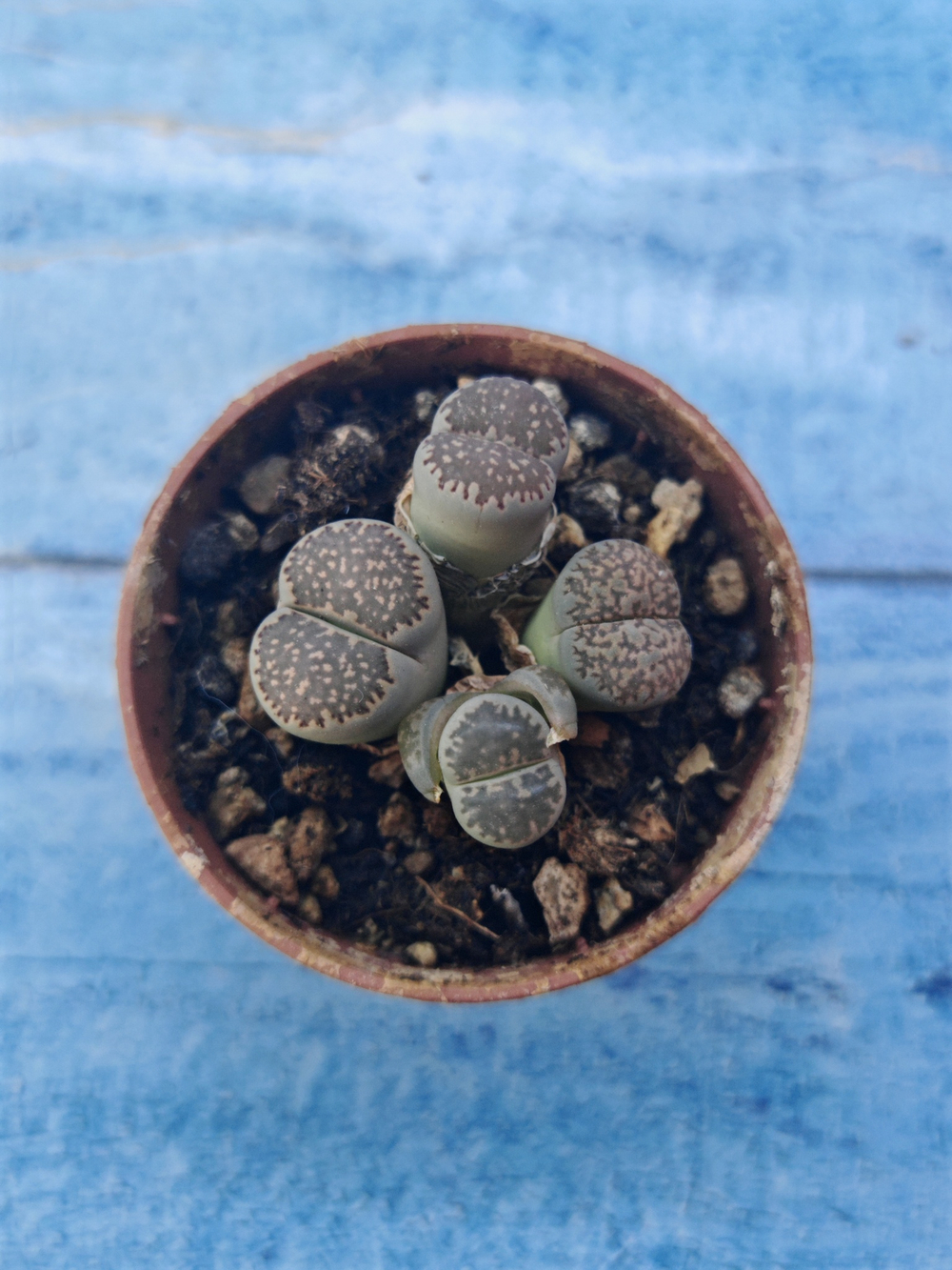 Lithops sp. (Литопсы)