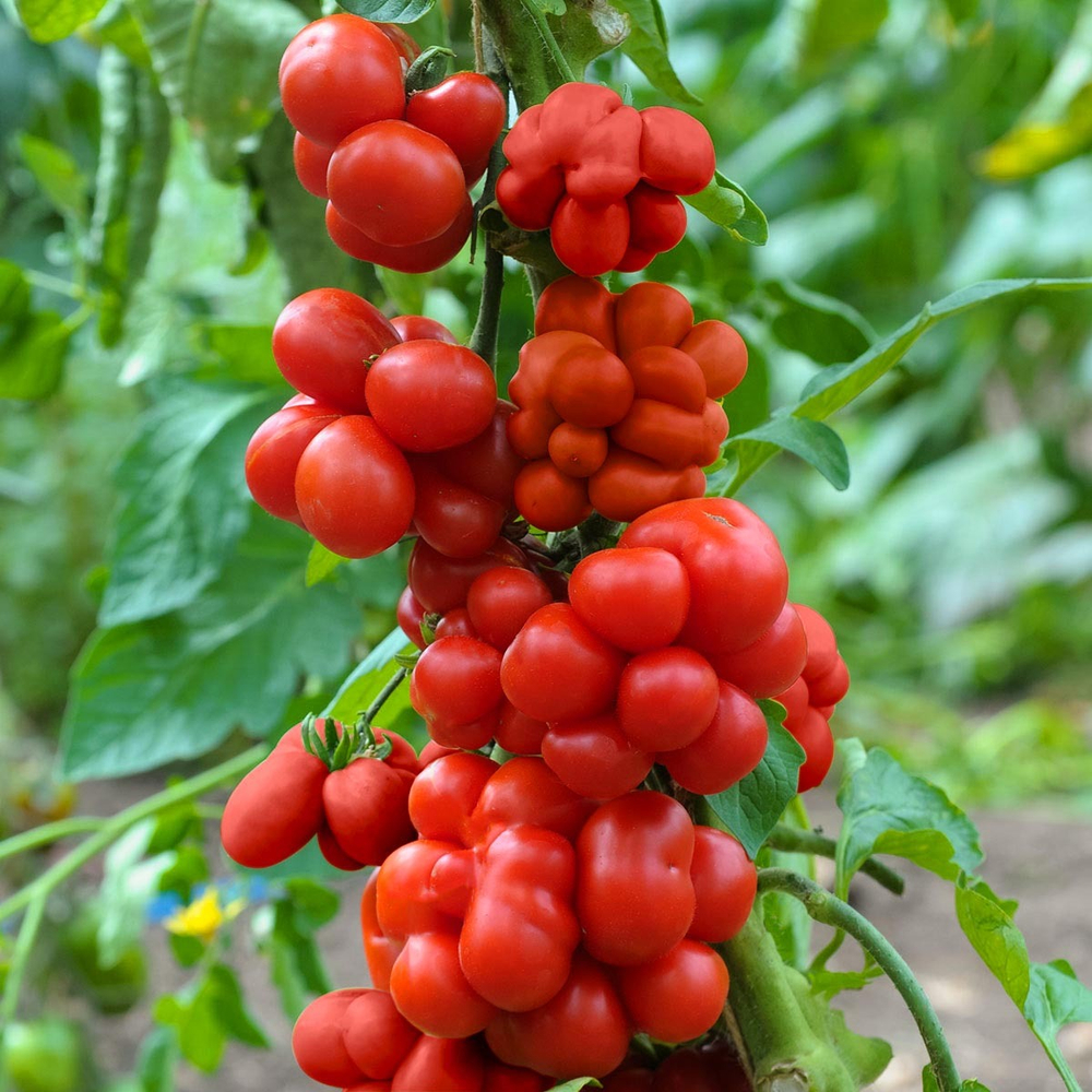 Рейсетомейт Reisetomate