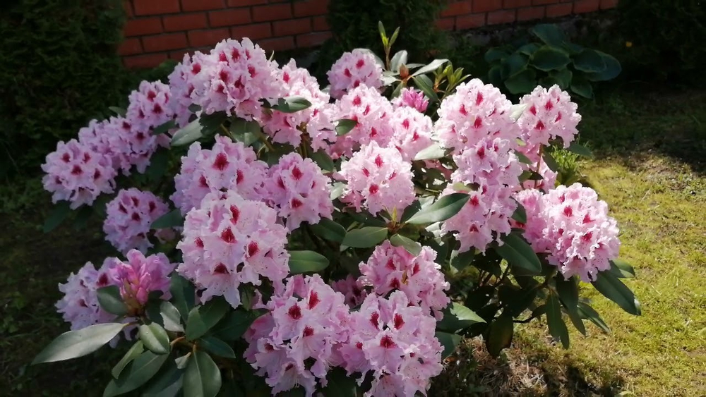 Рододендрон Королева Ядвига С3 наличие