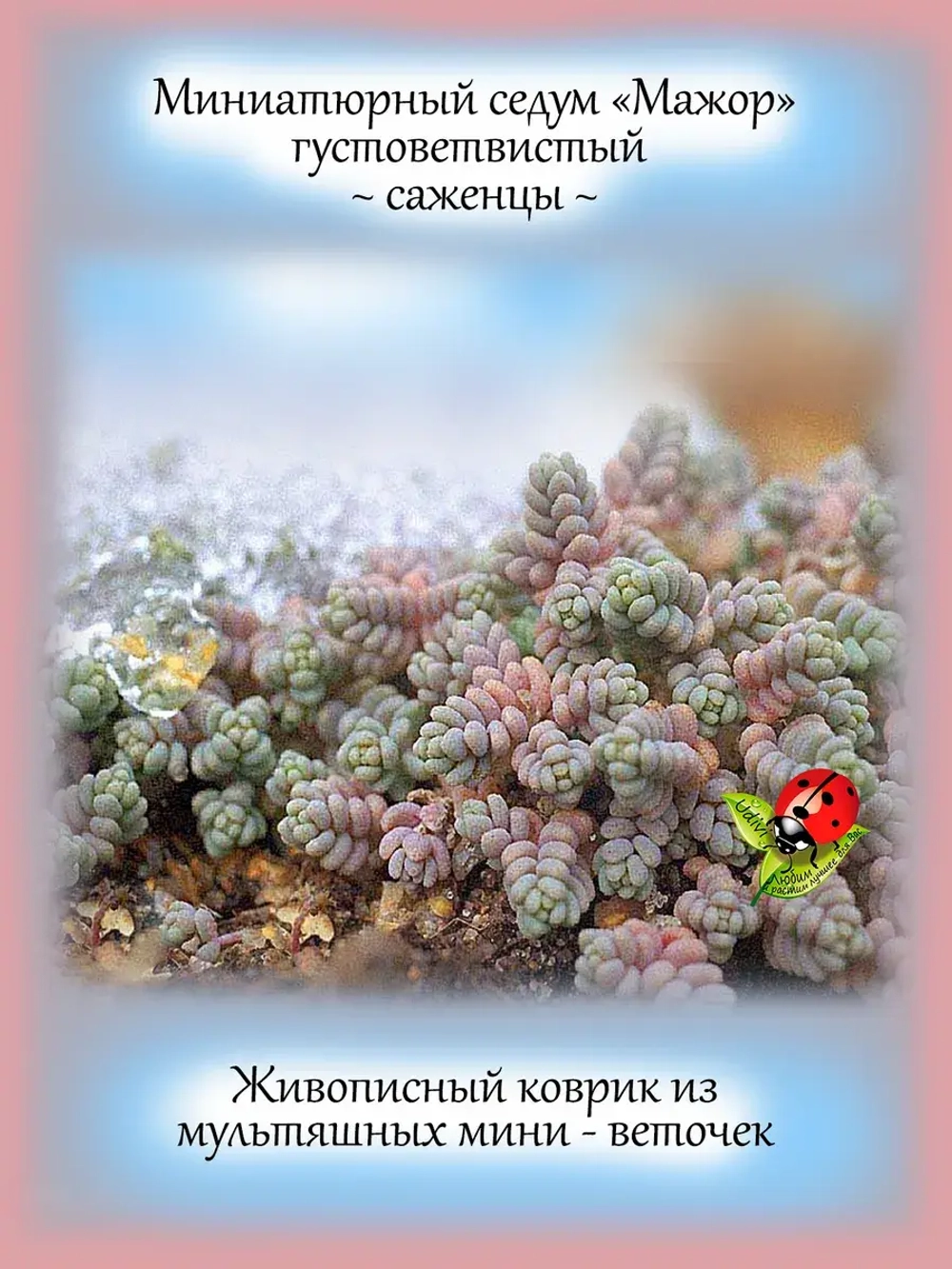 Седум Мажор густоветвистый очиток голубой