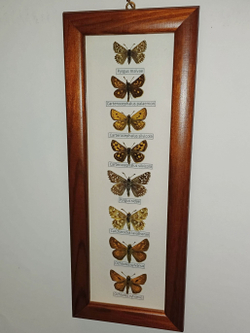 Бабочки Толстоголовки в рамке