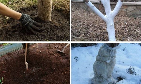 Подготовка плодовых деревьев к зиме в Иркутской области: утепление, защита, уход