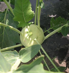 ОАЗИС F1 семена капусты кольраби (Enza Zaden | Alexagro)