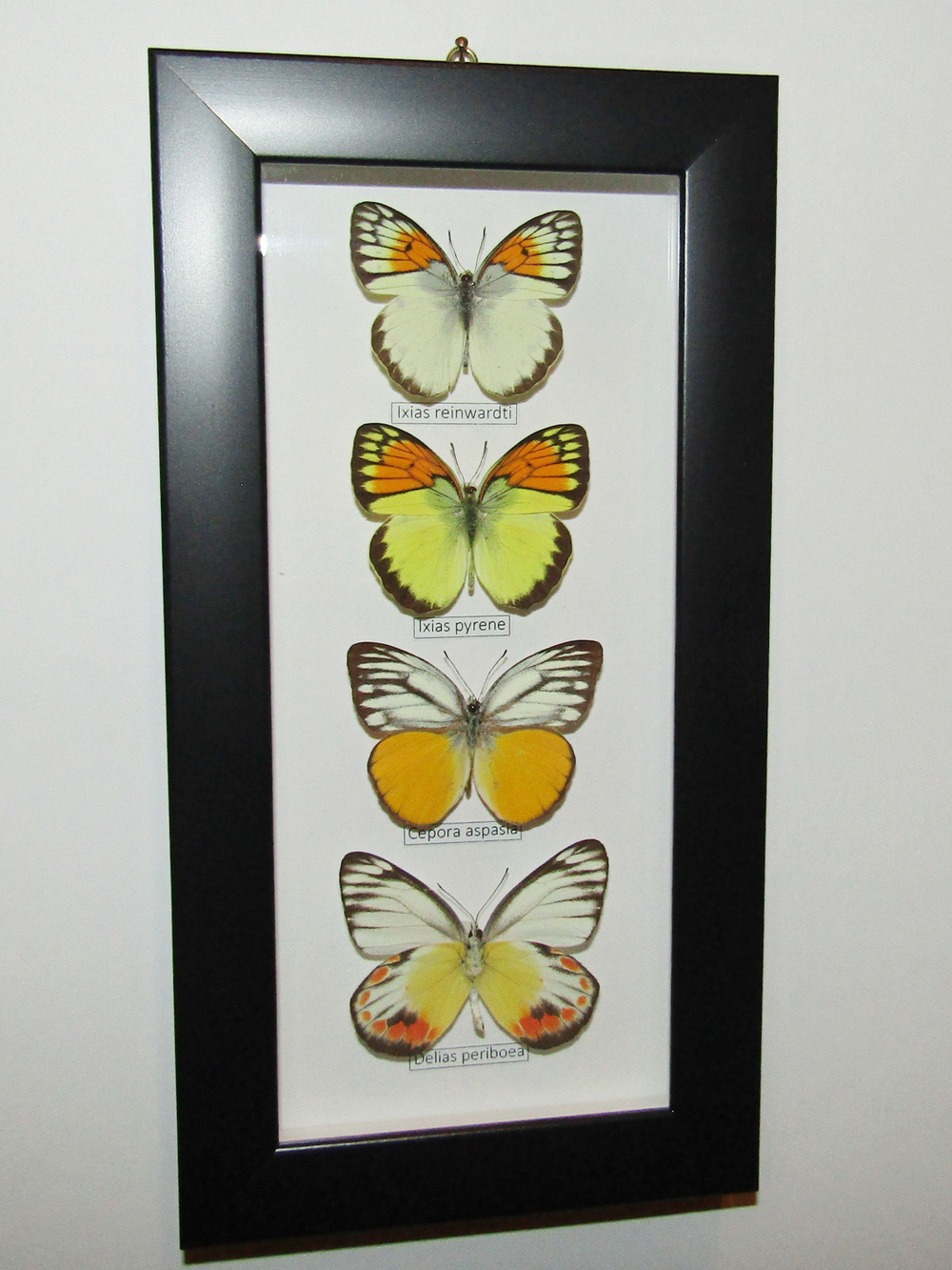 Бабочки Белянки в рамке