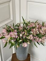 Альстромерия в розовом оттенке