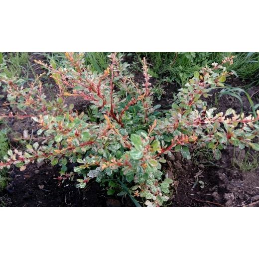 Барбарис Тунберга Наташа С3 Закупка М60 июнь 2026