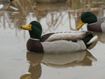 Кряква флок "FA LIVE MALLARD FLOATERS FULLY FLOCKED" 6 шт.
