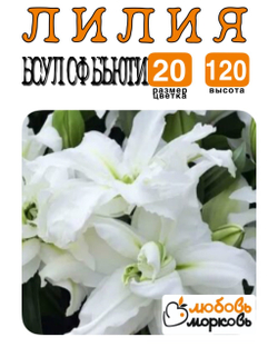 Лилия Луковица, Боул оф Бьюти, восточная, разбор 22/24, 1 шт