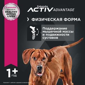 Корм для взрослых собак крупных пород, Eukanuba Dog LARGE ADULT