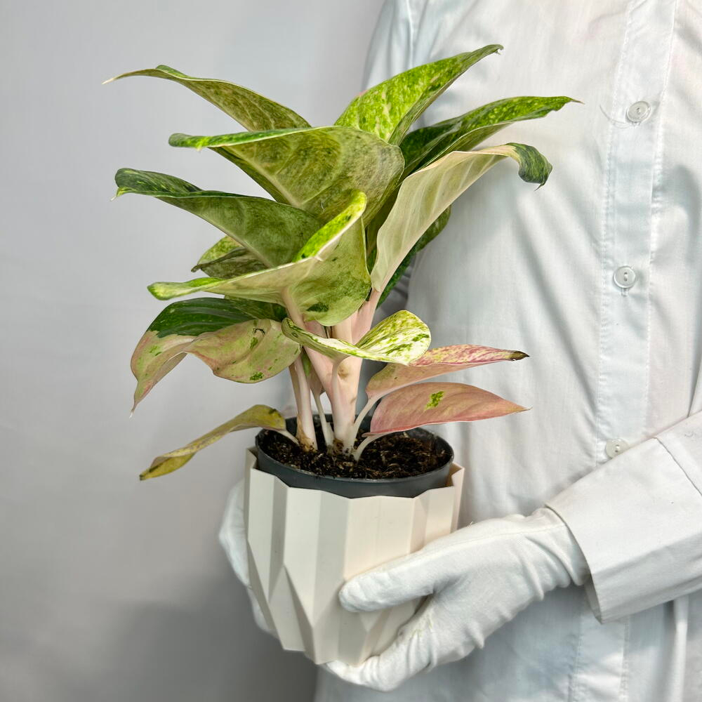 «Аглаонема»