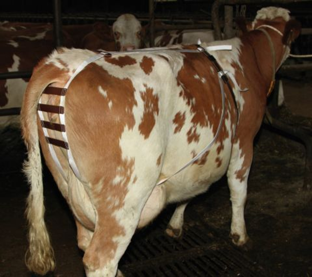 Бандаж для пролапса (нейлон)