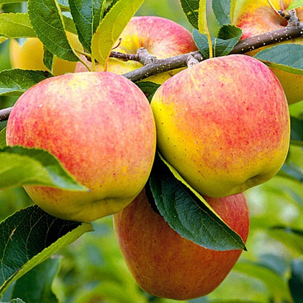 Яблоня Былина осенняя