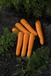 Концерто F1 семена моркови нантской (Vilmorin / Вильморин)