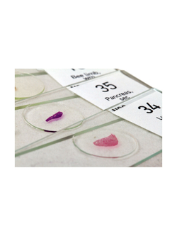 Набор микропрепаратов Levenhuk N80 NG «Увидеть все!»