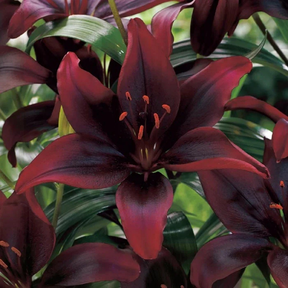 Лилия Мапира (5 шт) Волжский Сад