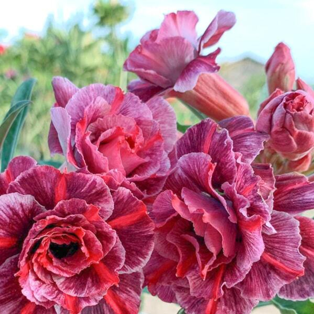 Адениум обесум 175 Nguyệt Tâm 3