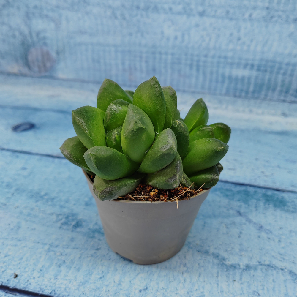 Haworthia Truncata hybride (Хавортия)