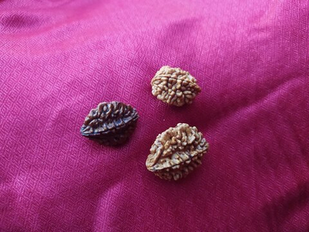 Двуликая рудракша Шива-Шакти, а также божество Ардханаишвара. Для внутренней гармонии сознания и энергии.