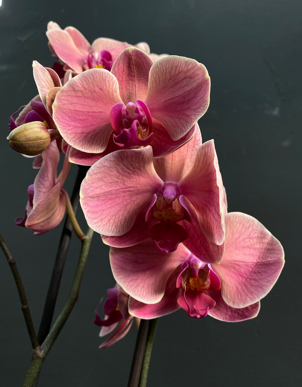 Орхидея фаленопсис пудровая