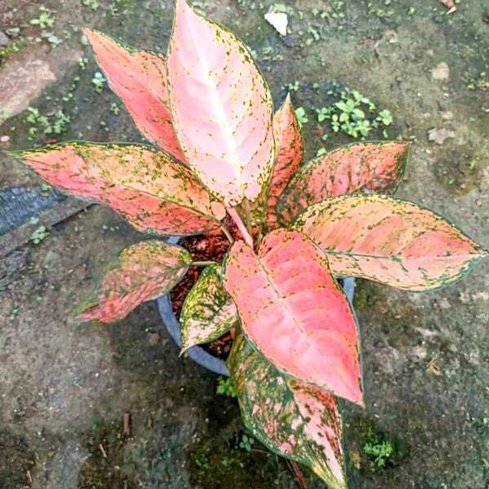 Аглаонема LAM SAM