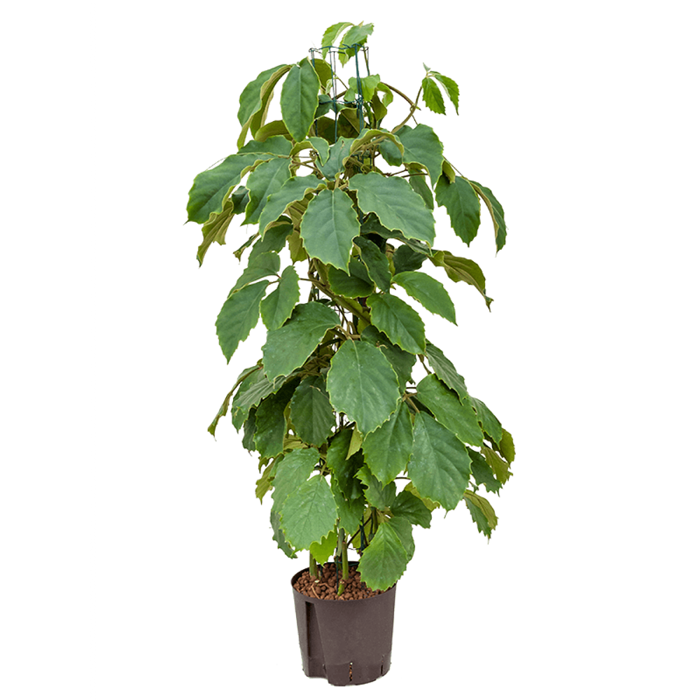 Тетрастигма