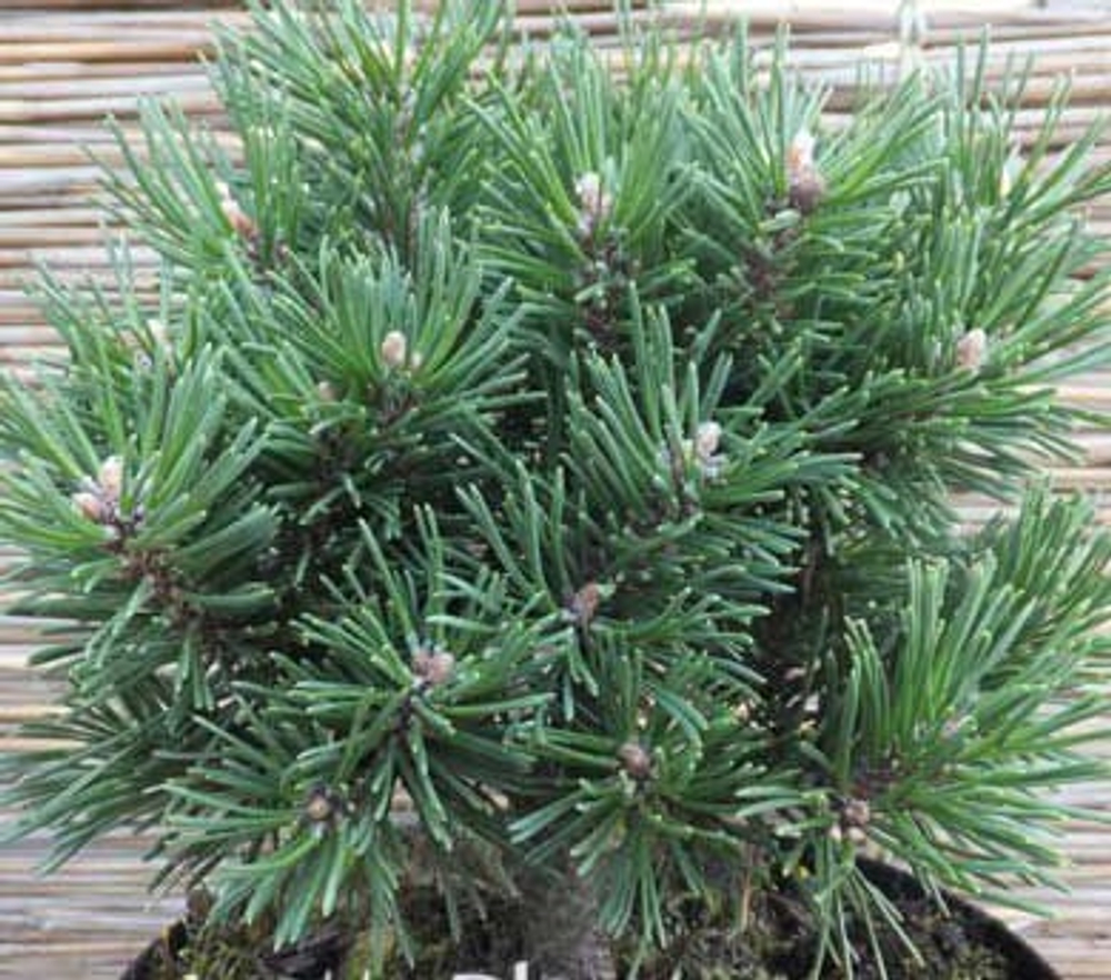 Сосна горная Хайнис Триумф С4/5 40-60