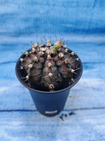 Gymnocalycium T-Rex Pink hybrid (Гимнокалициум T-rex)