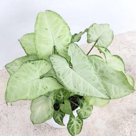 Сингониум WHITE BUTTERFLY