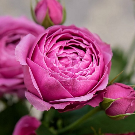 Роза спрей Misty Bubbles