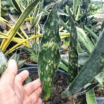 Сансевиерия GREEN BRONZE