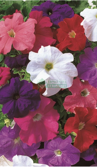 Петуния DONNA PURE COLOR MIXED (Драже)