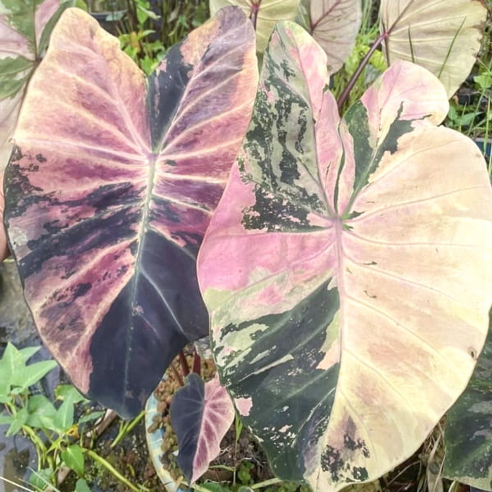 Колоказия OMEN