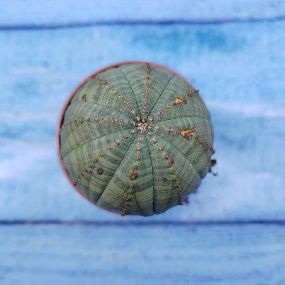 Euphorbia Obesa (Эуфорбия)