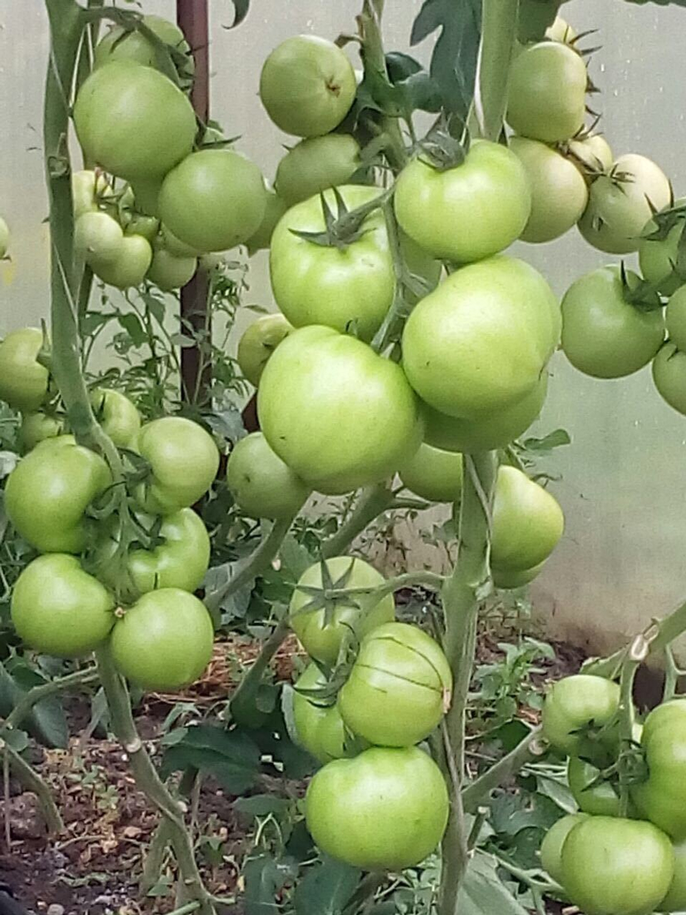 Мей Шуай F1 семена томата индетерминантного (Seminis / Семинис)