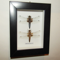 Стрекоза в рамке