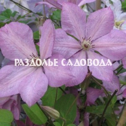 Клематис крупноцветковый Маргарет Хант 